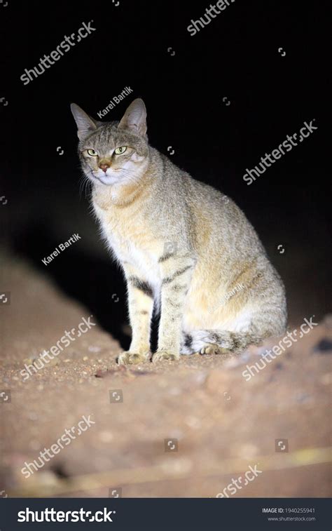 African Wildcat Felis Silvestris Lybica Sitting Stock Photo 1940255941
