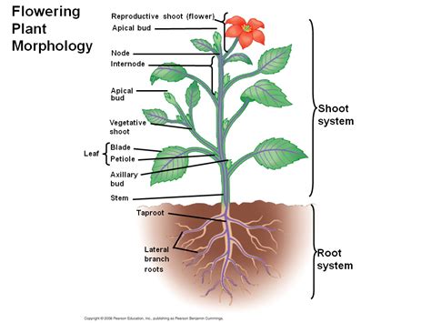 Biol Plant Structure Morphology Of Typical Flower Vrogue Co