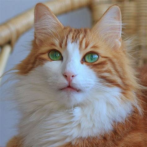 Beautiful Orange And White Cat Green Eyes Cat Colors