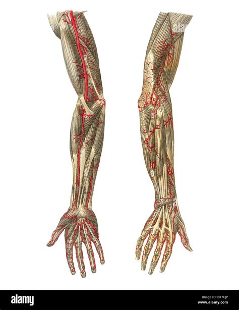 Blood Vessels Of The Arms Artwork Stock Photo Alamy