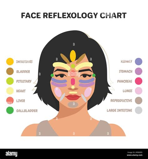 Face Reflexology Chart Inner Organs Massage Areas Body Parts Stock