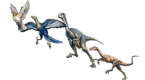 Origins Of Feathered Dinosaurs More Complex Than First Thought