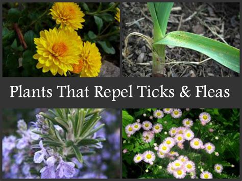Plants That Repel Ticks & Fleas