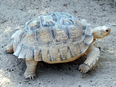 Referat elefant bilderzum ausmalen / das grosste und schwerste tier der welt nube : Steckbriefe von Tieren - Tiersteckbriefe