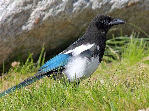 A bird with black and white feathers and a long tail: Magpie Wallpapers Images Photos Pictures Backgrounds