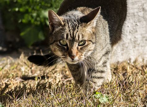 Feral Feast Cats Kill Hundreds Of Australian Animals Our Outback