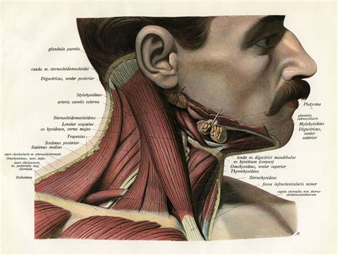 Sternocleidomastoid Muscle Anatomy And Function