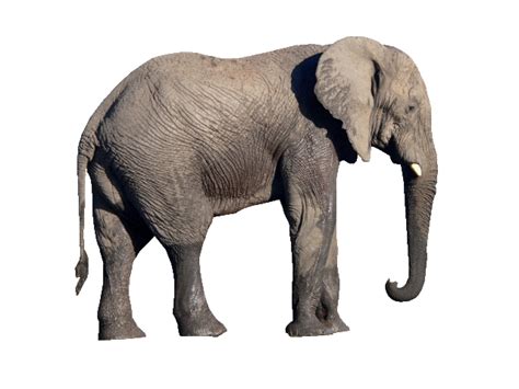 African Bush Elephant Png Free Download Artofit
