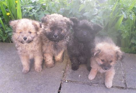 Gorgeous Pomapoo Puppies Malpas Cheshire Pets4homes