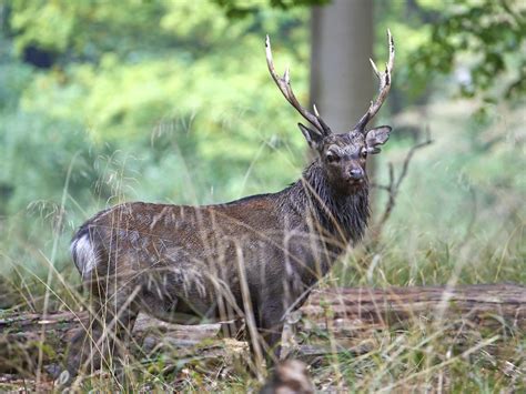 Sika Deer Hunting 18000 Acres In Texas 60 Species Ox Ranch