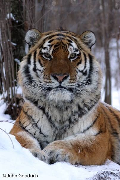 Check Out Natgeos New Article Dog Disease Infecting Tigers Making