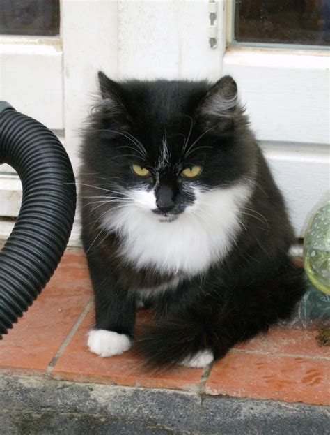 Dieser pinnwand folgen 1153 nutzer auf pinterest. Katzen babys deemnächst abzugeben Vater Rot mutter Main ...
