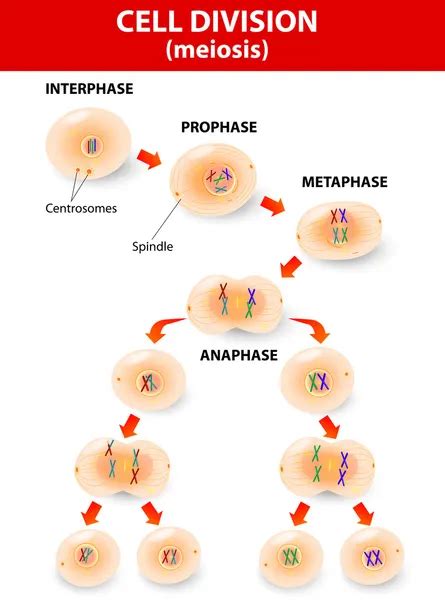 Vector Diagram Of The Meiosis Phases ⬇ Vector Image By © Edesignua