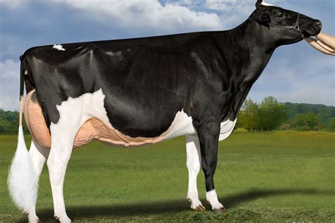 The Most Expensive Dairy Cow In The World Dairy Global