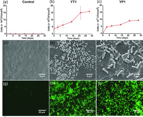 Advertisements cell culture — general considerations: Biofilm formation and viability. (a-c) Changes in ...