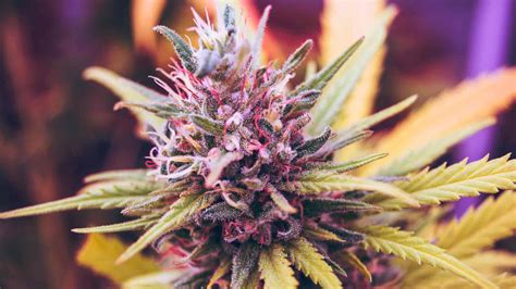 Online, en directo y gratis de escuchar radio como kiss fm, los 40, europa fm, radio cadena dial, m80, cope, onda cero, rock fm, radio m y rne. El cannabis en España: una sustancia ilegal que genera ...