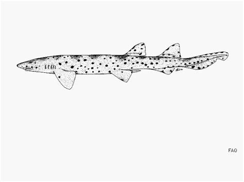Aulohalaelurus Labiosus Shark References