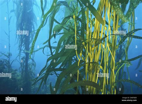 Giant Kelp Macrocystis Pyrifera Fronds Extend From The Holdfast And