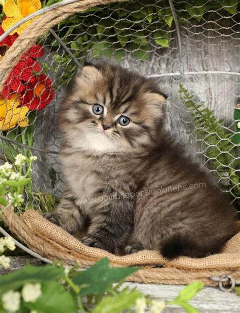 Tabby Persian Kittens Tabby Persian Cats Tabby Patternswelcome To