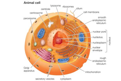 Maybe you would like to learn more about one of these? Animal Cells and the Membrane-Bound Nucleus