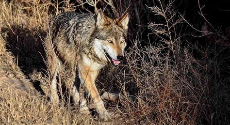 Wolf Woes Defenders Of Wildlife