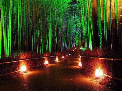 Walk Through Japans Bamboo Forest At Night Beautiful Places In The