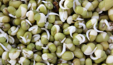 The message here is that if you have. Newbie Gardeners Guide To Germinating Seeds