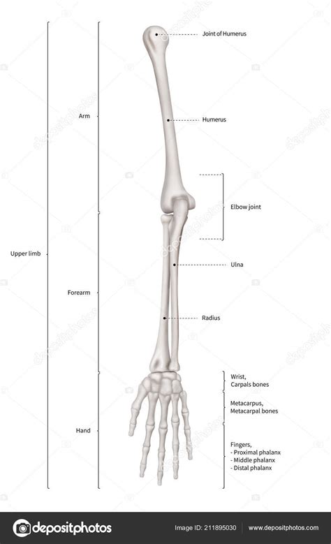 Infographic Diagram Human Skeleton Upper Limb Bone Anatomy