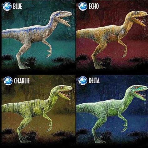 34 Best Blue The Velociraptor Images On Pinterest Dinosaurs Jurassic