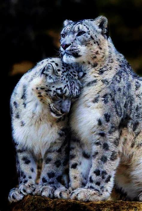 Snow Leopard Cuddle Big Cats Leopards Iec Cute Animals Animals