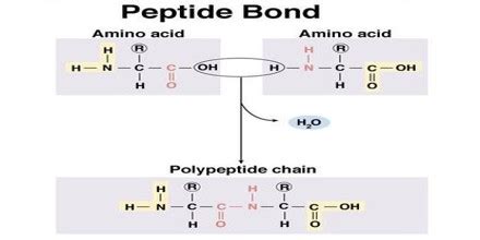 The peptide bond is considered to have partial characteristics of a double bond. Peptide Bond - Assignment Point