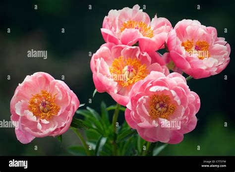 Paeonia Lactiflora Cultivar Peony Pink Stock Photo Alamy