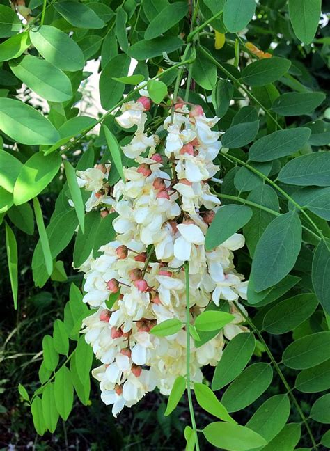 The Foraged Foodie Foraging Identifying And Harvesting Black Locust