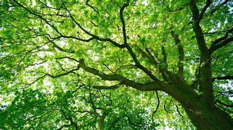 4 Things To Consider When Choosing Your Next Backyard Tree Bogan Tree