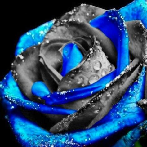 Blue And Black Rose Plants Blue Roses Wallpaper Blue Rose Tattoos