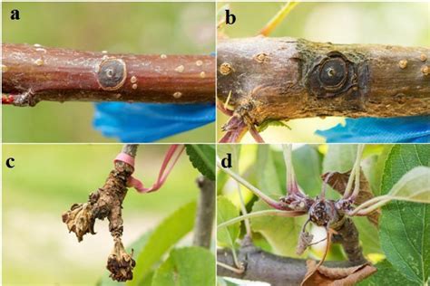 A Development And Expression Of Neonectria Ditissima Canker Lesions