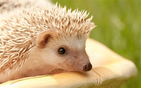 4k Hedgehogs Wallpapers High Quality Download Free