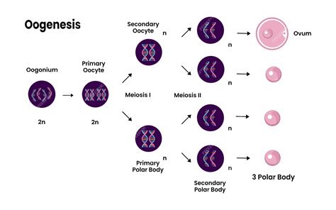 Premium Vector Oogenesis Diagram Process Of Cell Division Female