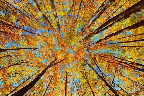 Beautiful Autumn Landscape With Forest — Stock Photo © Czamfir 14977119