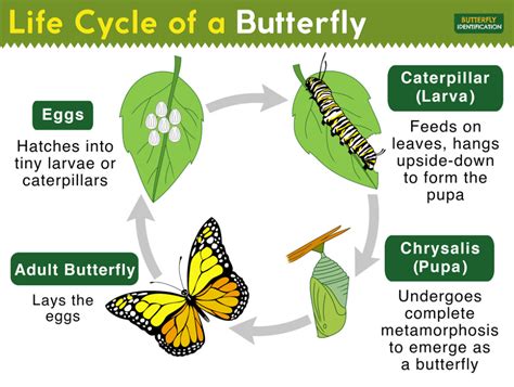 Life Cycle Of A Butterfly Complete Metamorphosis With Stages Butterfly