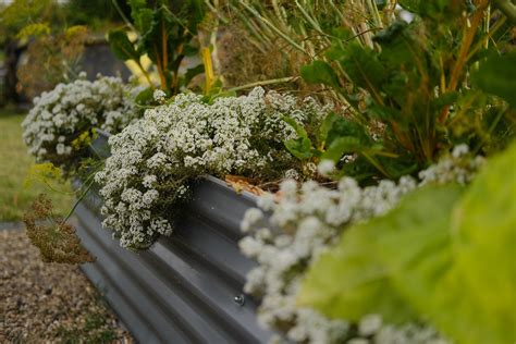Balcony Gardening For Spring With Indira Naidoo City Of Sydney News