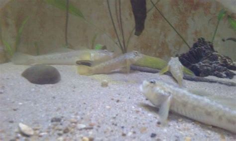 Update On My Freshwater Gobies