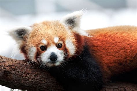 Red Pandas Are Actually 2 Separate Species Cute Animals Cute Baby