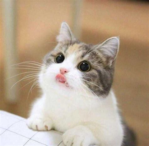 41 Funny Cats And Other Animals Who Just Have To Show You Their Bleps
