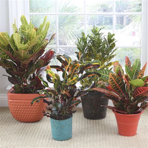 Costa Farms Live Indoor 14in Tall Multi Color Croton Petra Bright