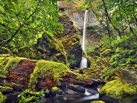 Columbia Moss Oregon Waterfalls Hd Wallpaper Wallpaperbetter