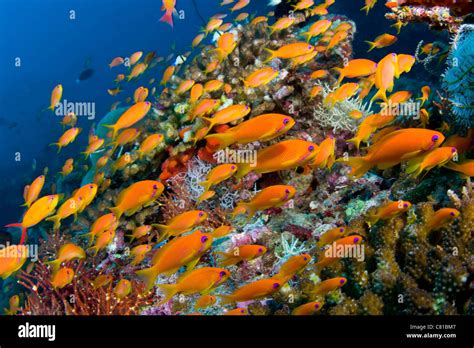 Maldives Underwater Sea Life And Fish School Of Fish Anthias Fish