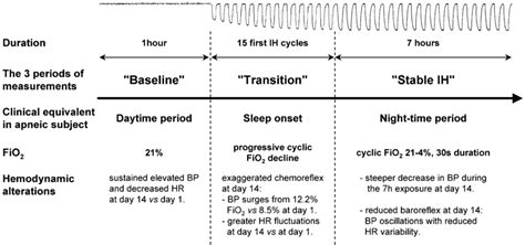 Schematic Representation Of The Three Periods Of Hemodynamic