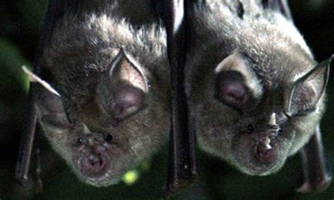 Bbc Autumnwatch Blog How Do I Get Involved With And Help Bats