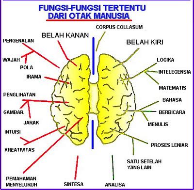 Thiyo Sp Perbedaan Fungsi Otak Kanan Dan Otak Kiri Manusia